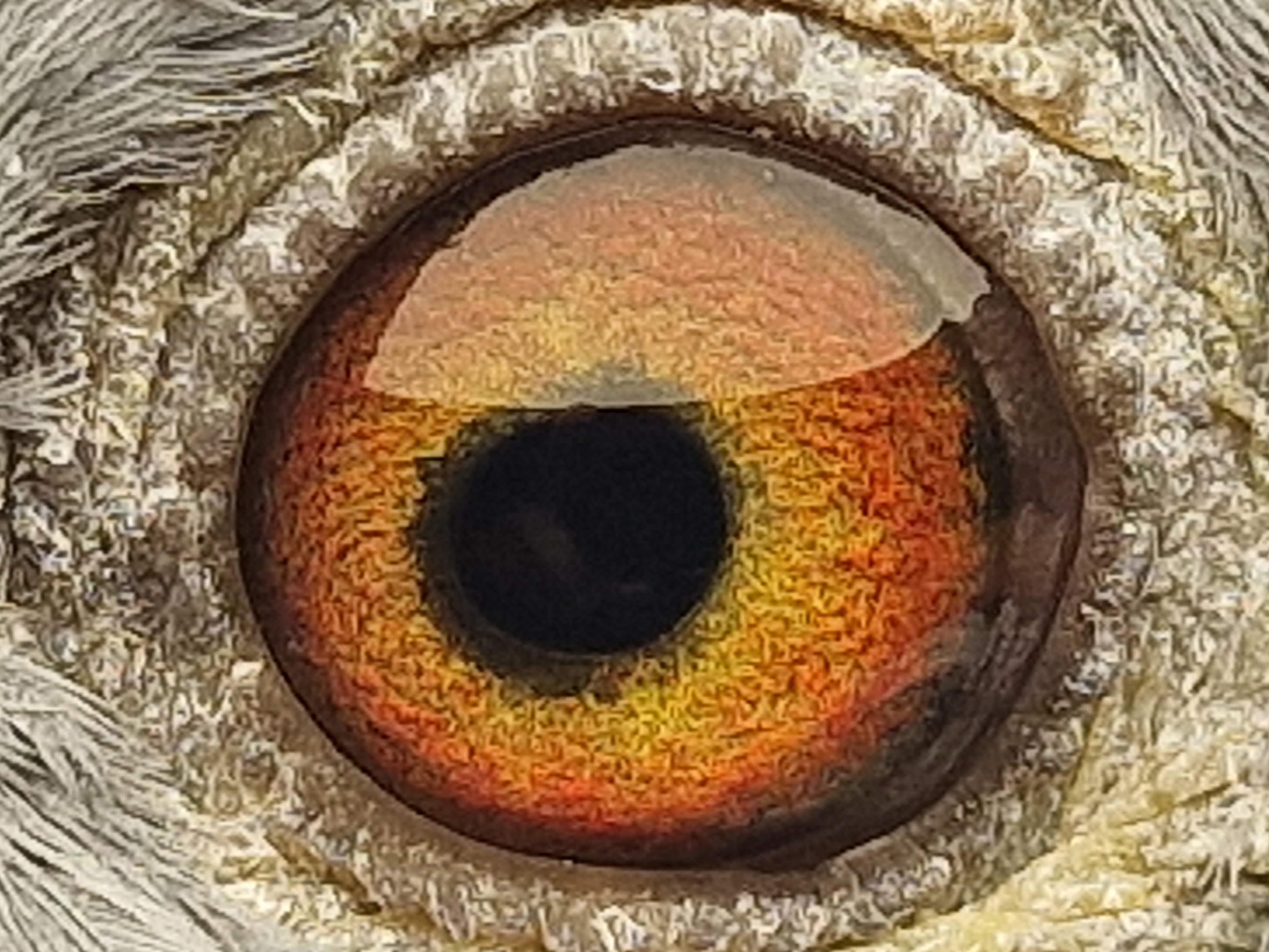 Pigeon eye